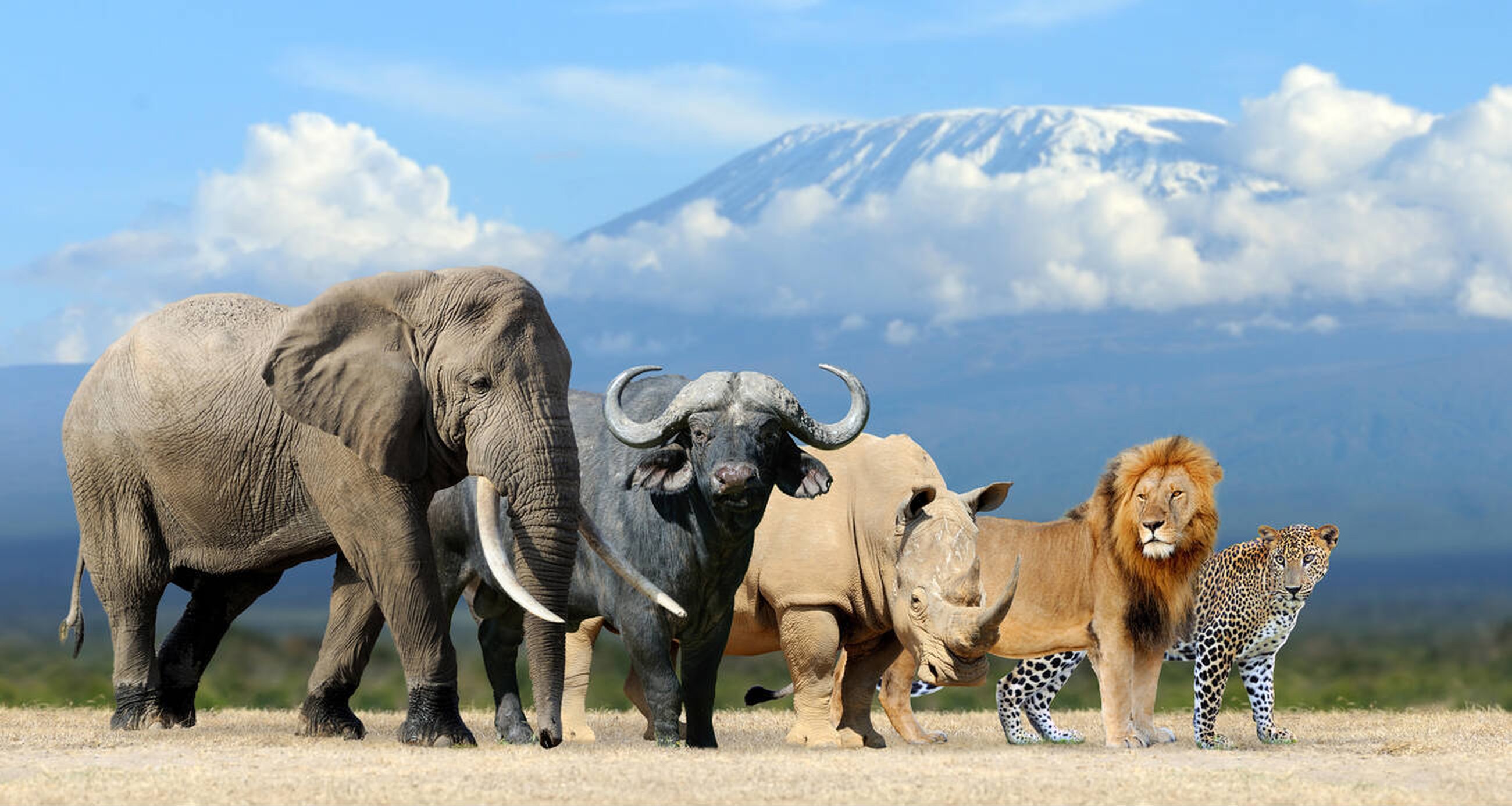 Big Five Wildlife